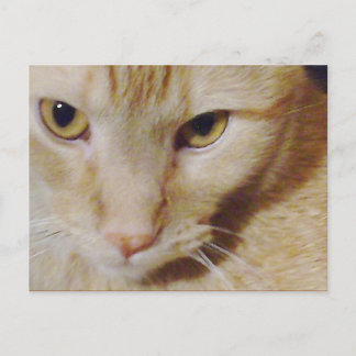 ピロ子猫 ポストカード