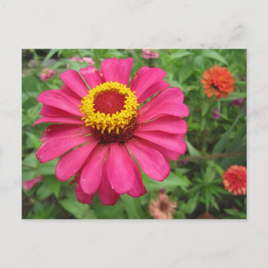 ピンかわいらしクと黄色で ポストカード (正面)