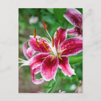 ピンかわいらしク色 ポストカード