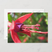 ピンかわいらしク色。 ポストカード (正面/裏面)