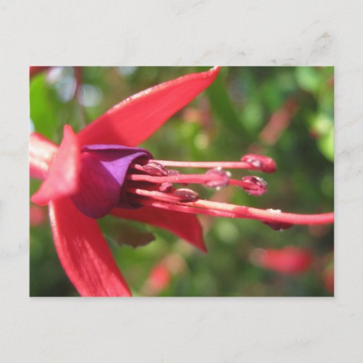 ピンかわいらしク色。 ポストカード (正面)