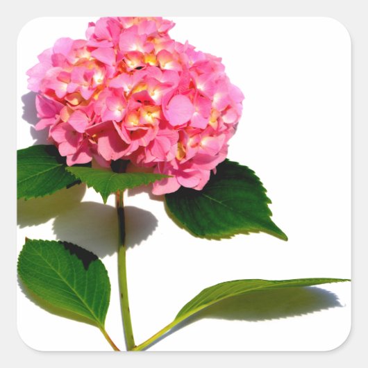 ピンクあじさいピンク花ピンクフローラ スクエアシール (正面)