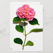 ピンクあじさいピンク花ピンクフローラ 便箋 (正面/裏面)