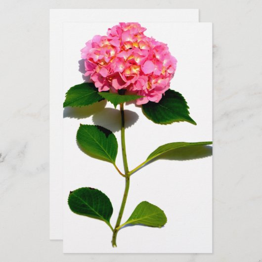 ピンクあじさいピンク花ピンクフローラ 便箋 (正面/裏面)