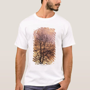 ピンクおよびオレンジ空が付いている木のシルエット Tシャツ