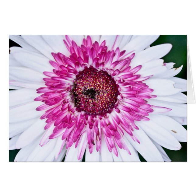 ピンクおよび白 (正面横)