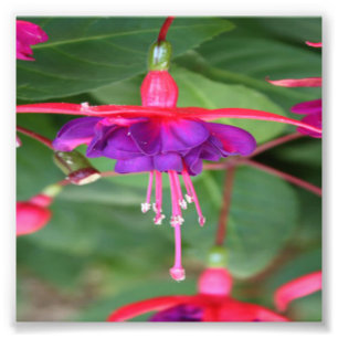 ピンクおよび紫色の暗い赤紫色の花 フォトプリント