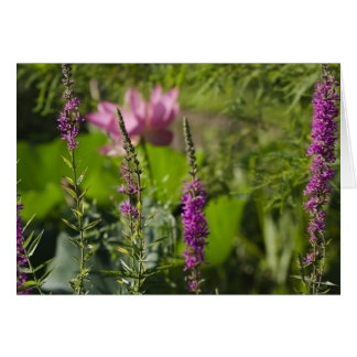 ピンクおよび紫色の色合い