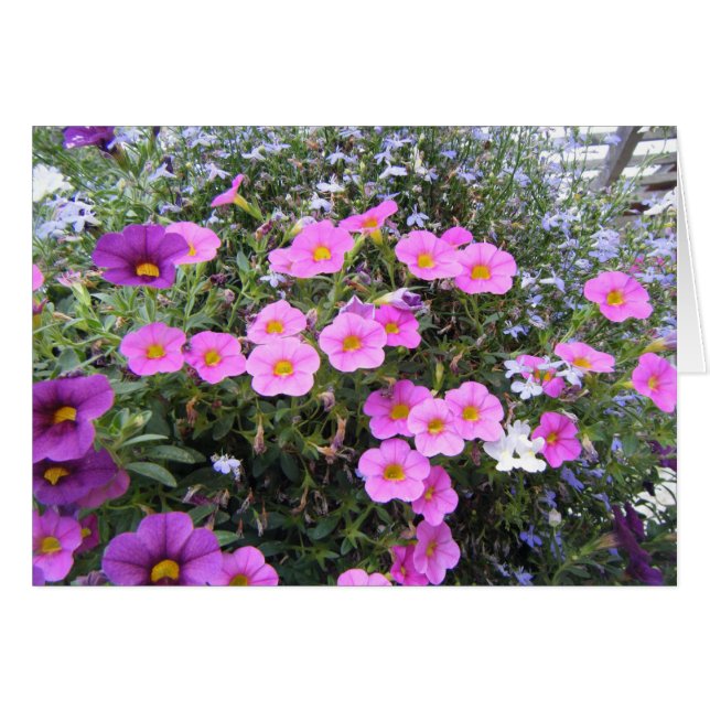 "ピンクおよび紫色" (正面横)