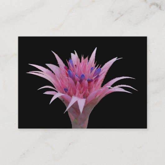 ピンクおよび青いAechmea ACEO 名刺 (正面)