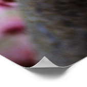 ピンクかわいらしさくらんぼ花 ポスター (角)