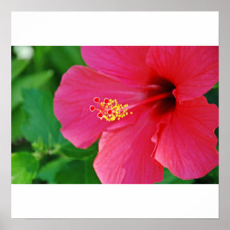 ピンクかわいらしで ポスター