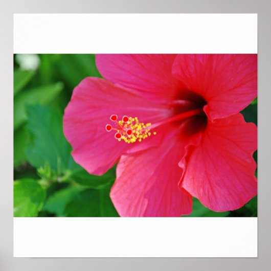 ピンクかわいらしで ポスター (正面)