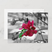 ピンクかわいらしで ポストカード (正面/裏面)