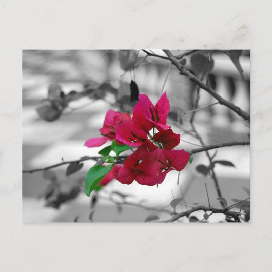 ピンクかわいらしで ポストカード (正面)