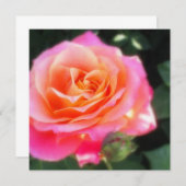 ピンクかわいらしとオレンジのバラのマクロフォトグリーティング (正面/裏面)