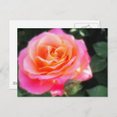 ピンクかわいらしとオレンジのバラのマクロフォト ポストカード (正面/裏面)