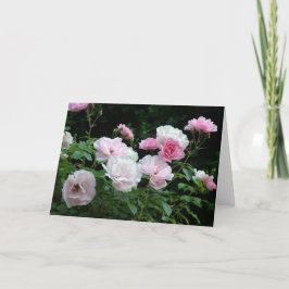 ピンクかわいらしと白いバラの茂みフローラ シーズンカード