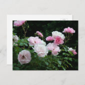ピンクかわいらしと白のバラの花茂み。フローラ ポストカード (正面/裏面)