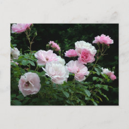 ピンクかわいらしと白のバラの花茂み。フローラ ポストカード