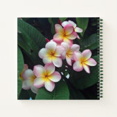 ピンクかわいらしと黄色のプルメリアフローラ写真 ノートブック (裏面)