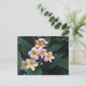 ピンクかわいらしと黄色のプルメリアフローラ写真 ポストカード (スタンド正面)