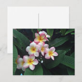 ピンクかわいらしと黄色のプルメリアフローラ写真 ポストカード (正面/裏面)