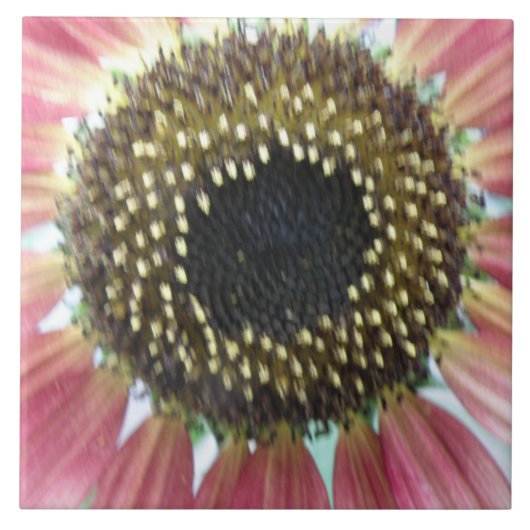 ピンクかわいらしのひまわりタイル タイル (正面)