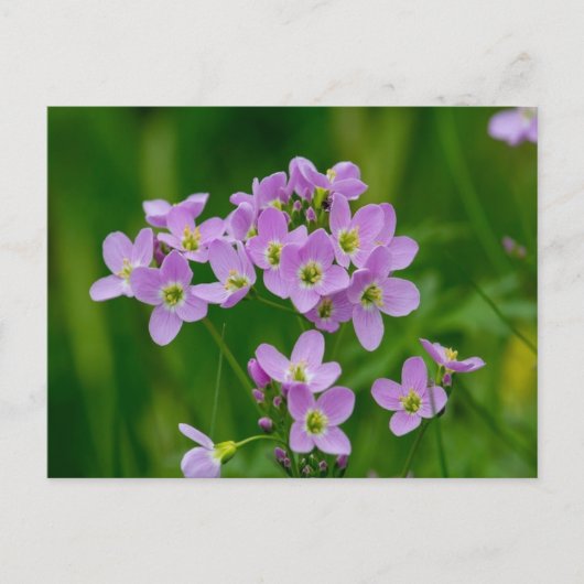 ピンクかわいらしのカッコウ花はがき ポストカード (正面)