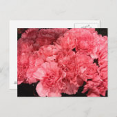 ピンクかわいらしのカーネーション花 ポストカード (正面/裏面)