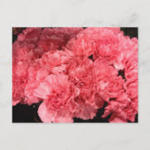 ピンクかわいらしのカーネーション花 ポストカード (正面)
