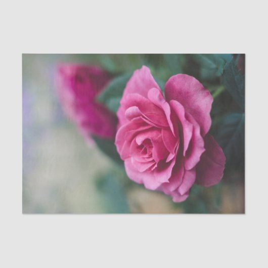 ピンクかわいらしのバラの切り離 薄葉紙 (正面)