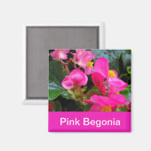ピンクかわいらしのベゴニア マグネット (正面/裏面)