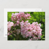 ピンクかわいらしのマウンテンローレル花 ポストカード (正面/裏面)