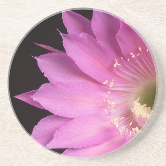 ピンクかわいらしのマリアピアザ コースター (正面)