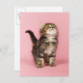 ピンクかわいらしの子猫で ポストカード (正面/裏面)