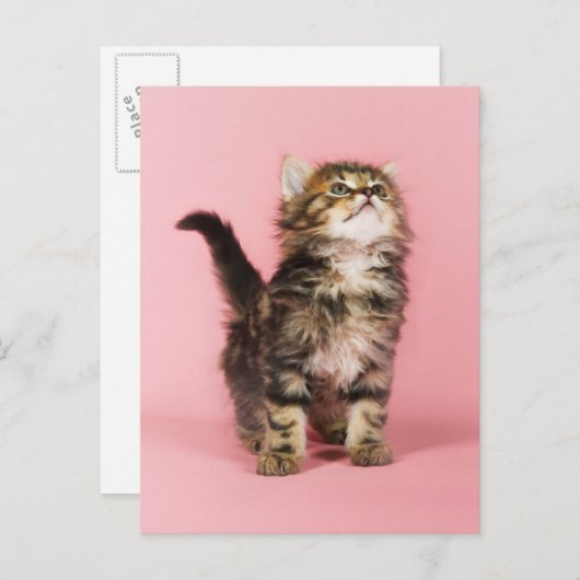 ピンクかわいらしの子猫で ポストカード (正面/裏面)