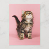 ピンクかわいらしの子猫で ポストカード (正面)