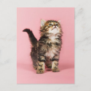 ピンクかわいらしの子猫で ポストカード