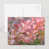 ピンクかわいらしの枝 ポストカード (正面/裏面)