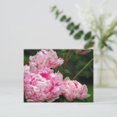ピンクかわいらしの牡丹フローラ写真 ポストカード (スタンド正面)