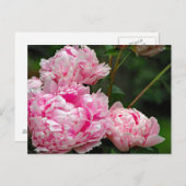 ピンクかわいらしの牡丹フローラ写真 ポストカード (正面/裏面)