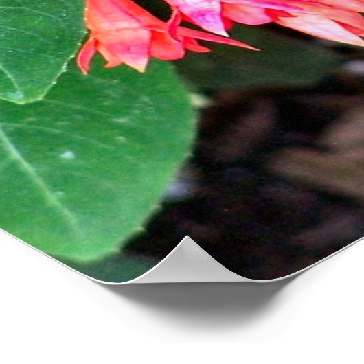 ピンクかわいらしの花が閉まる ポスター (角)