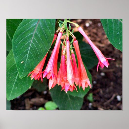 ピンクかわいらしの花が閉まる ポスター (正面)