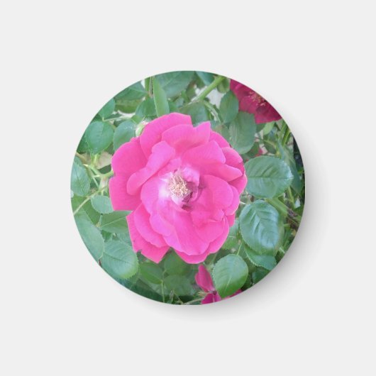 ピンクかわいらしの花で マグネット (正面)