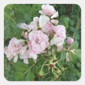 ピンクかわいらしの花のシール スクエアシール (正面)