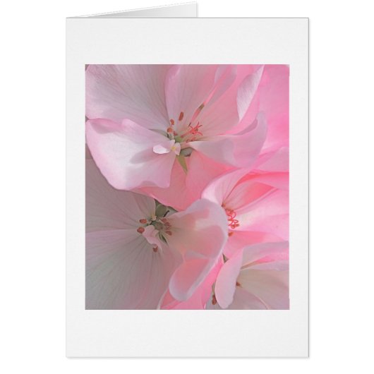 ピンクかわいらしの花の注空白の意 (正面)