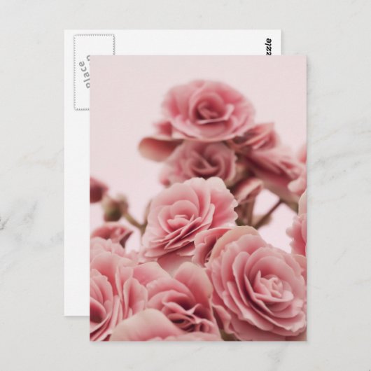 ピンクかわいらしの花 ポストカード (正面/裏面)