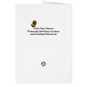 ピンクかわいらしコスモス花デザイン写真 (裏面)