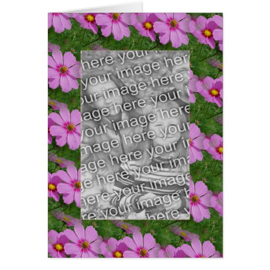 ピンクかわいらしコスモス花デザイン写真 (正面)